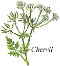 
Herb: Chervil.
